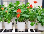 适合冬天室内水培植物