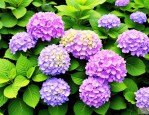 2025年绿色绣球花的花语