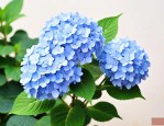 哪种绣球花期长又好看