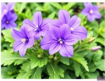 丹麦紫风铃花养殖方法