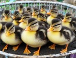 麻鸭苗价位多少钱一只
