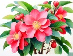 灯笼海棠花的养殖方法