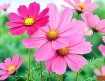 格桑花寓意着什么意思