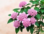 中药三七花多少钱一斤