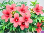 中药凌霄花的功能主治