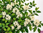 2025年哪里卖金银花苗的