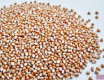 安育607玉米种子简介