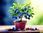 蓝莓树苗怎么种植盆栽