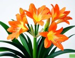 君子兰怎么养容易开花