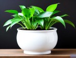 白瓷盆适合养什么植物