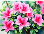 杜鹃花可以吃吗 有毒吗