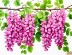 黑槐树的花有什么作用