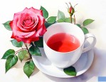 玫瑰花泡水喝哪个品种好
