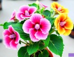 花卉大岩桐的养护方法