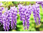 紫藤花一年四季的变化