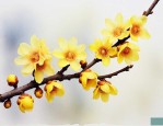 腊梅的花语和象征意义