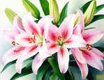 百合花的根是什么样的