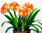 怎样才能让君子兰开花