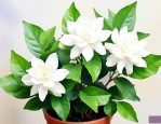 茉莉花适合养在家里吗