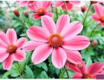 款冬花是热性还是凉性
