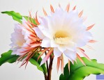 昙花怎么养才能长得快