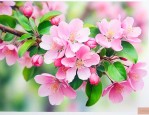 海棠花6月掉叶正常吗