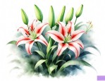 怎样养百合鲜花