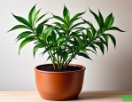 2025年适合养文竹的花盆