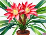 铁树开花了是什么兆头