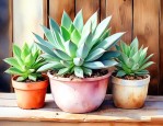 家中养多肉植物好不好