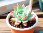 桃蛋多肉植物怎么养殖