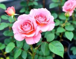 迷你月季花的养殖方法
