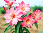 如何让沙漠玫瑰多开花