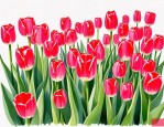 2025年郁金香花语朋友圈