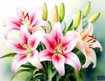 吃的百合和百合花区别