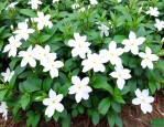 白花蛇舌草卖多少一斤