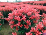 红叶石楠一平方多少钱
