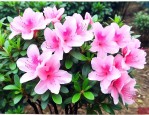 30公分杜鹃花的价格