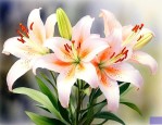 食用百合开什么样的花