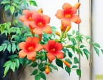 凌霄花适合在室内养吗