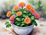 2025年花叶菊的养殖方法