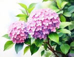木本绣球树有几个品种