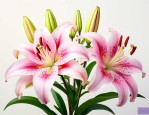 百合花香气扑鼻的句子