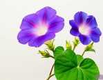 牵牛花的资料简单介绍