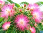 合欢花有哪些象征寓意
