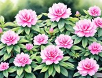 2025年杜鹃花夏季休眠吗