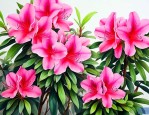 鹃之舞杜鹃花养殖方法