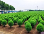 宁波苗木批发市场在哪