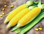 联创505玉米种简介