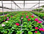 2025年北京花卉绿植公司
